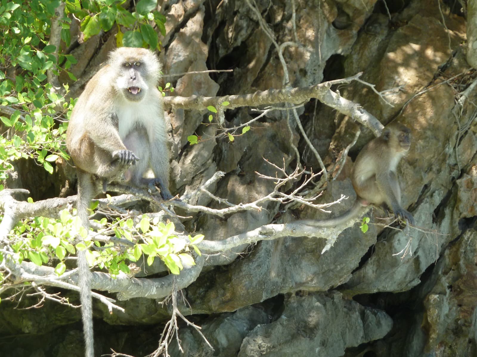 Monkey Beach