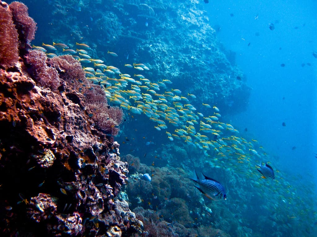 ดำน้ำลึก (Scuba) ที่พีพี ต่างจากดำน้ำตื้นยังไง เลือกแบบไหนดี