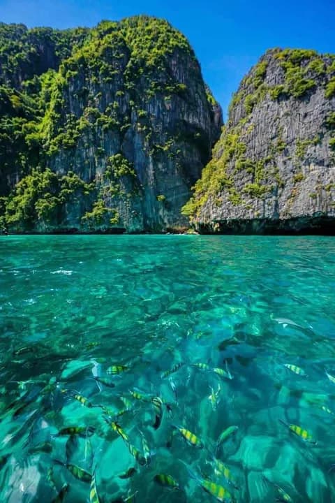 ฝูงปลาในน้ำทะเลใสสีเทอร์ควอยซ์